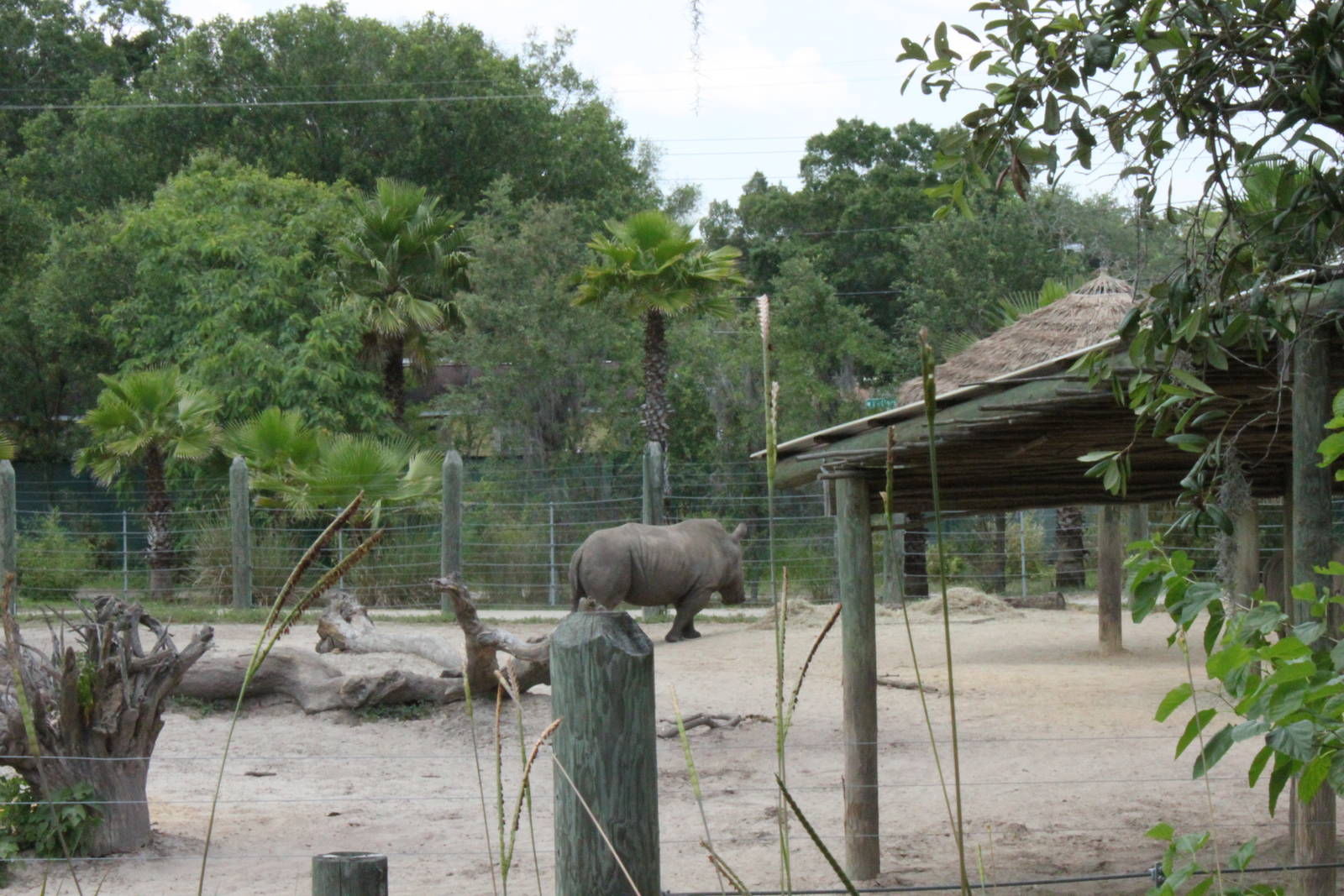 5/22/2011 white rhino