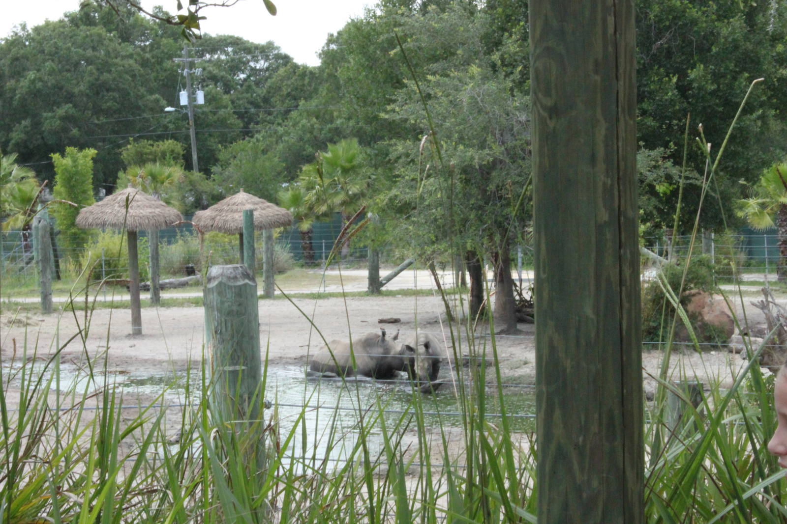 5/22/2011 white rhinos wallowing