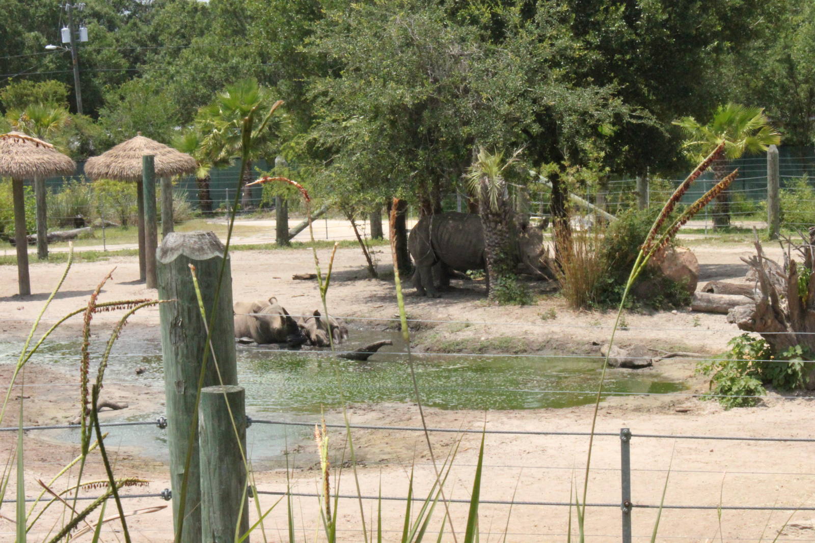 5/22/2011 white rhinos wallowing
