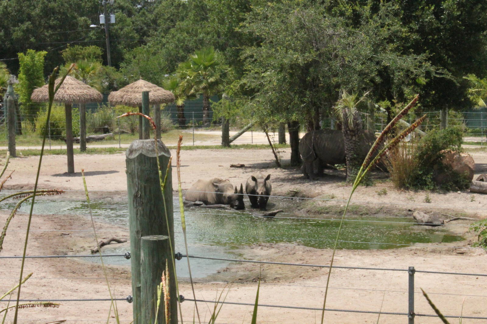 5/22/2011 white rhinos wallowing
