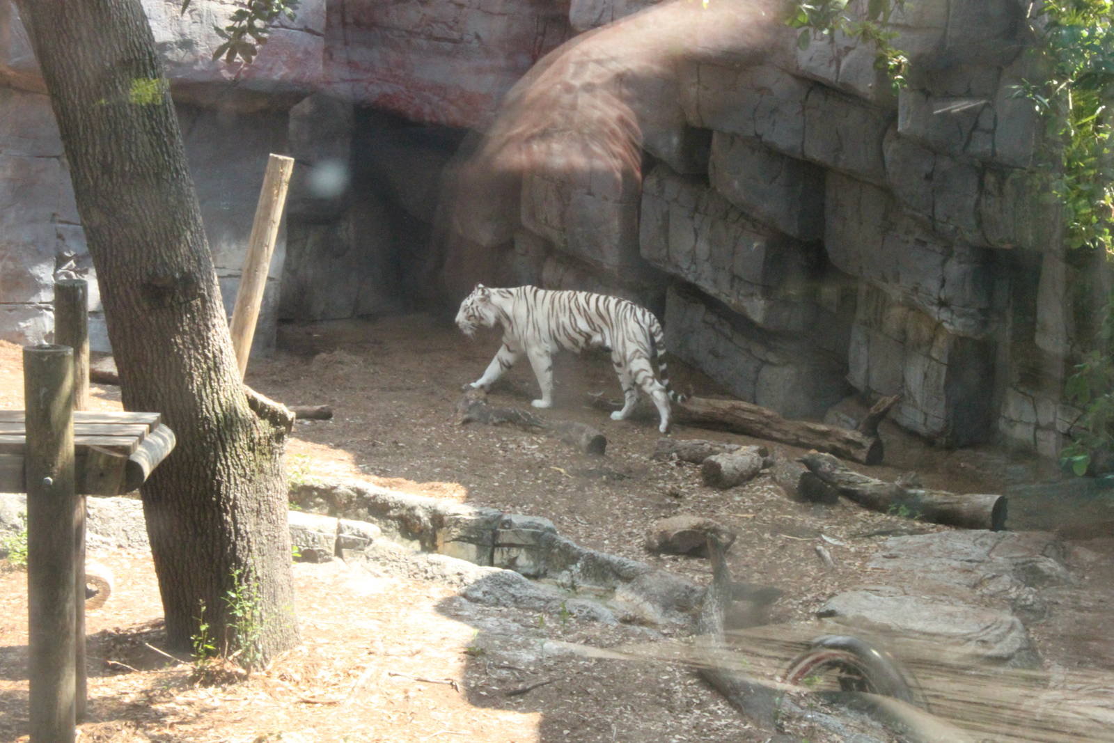 5/22/2011 white tiger