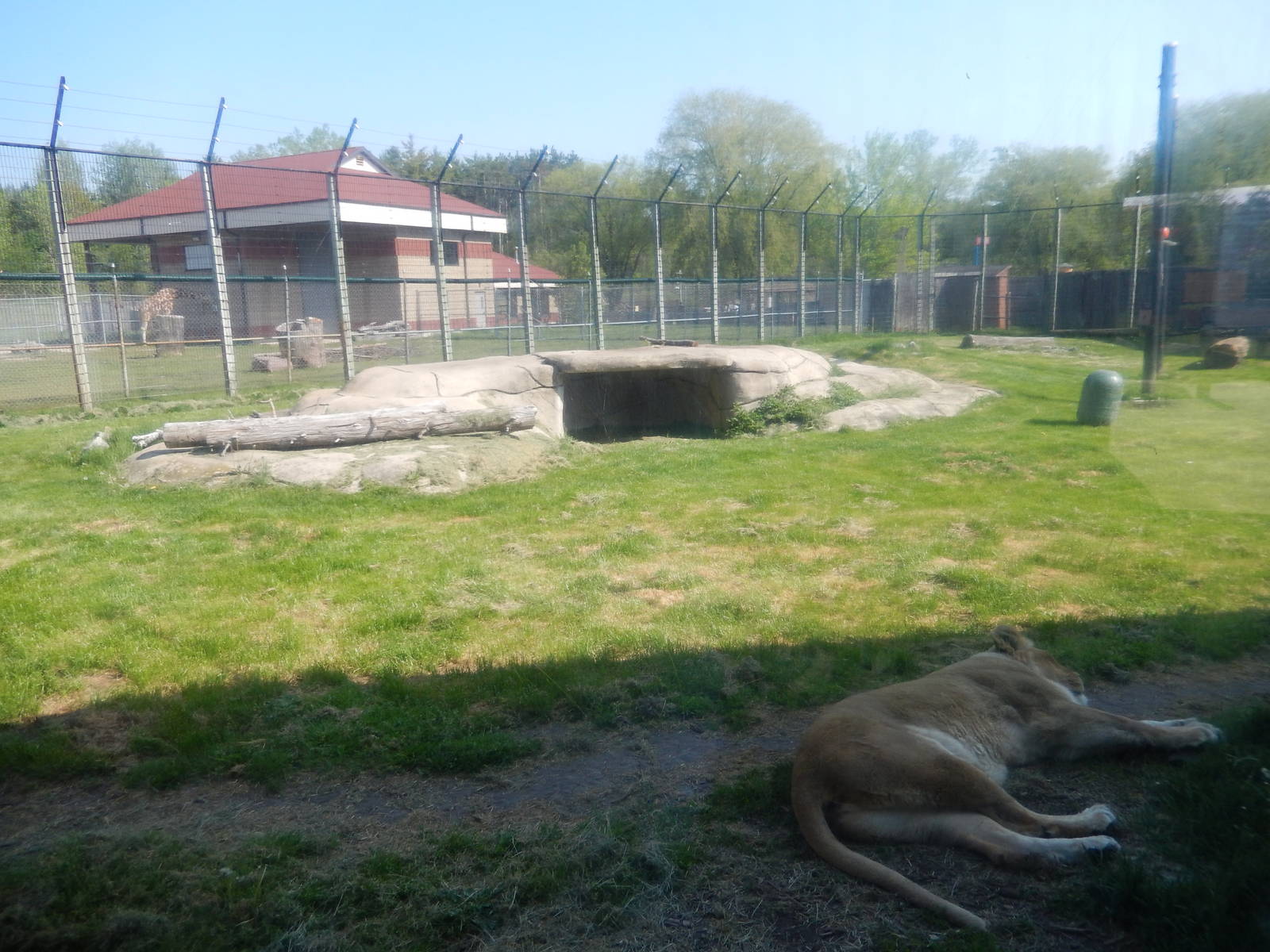 5/22/2016 - African Lion Habitat
