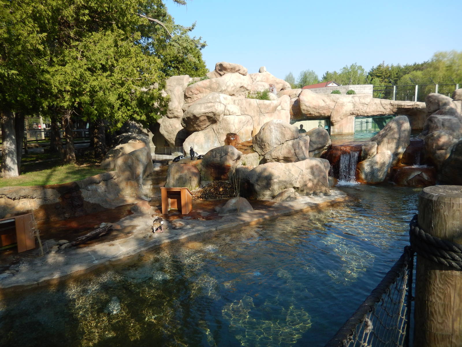 5/22/2016 - African Penguin & Egyptian Goose Habitat