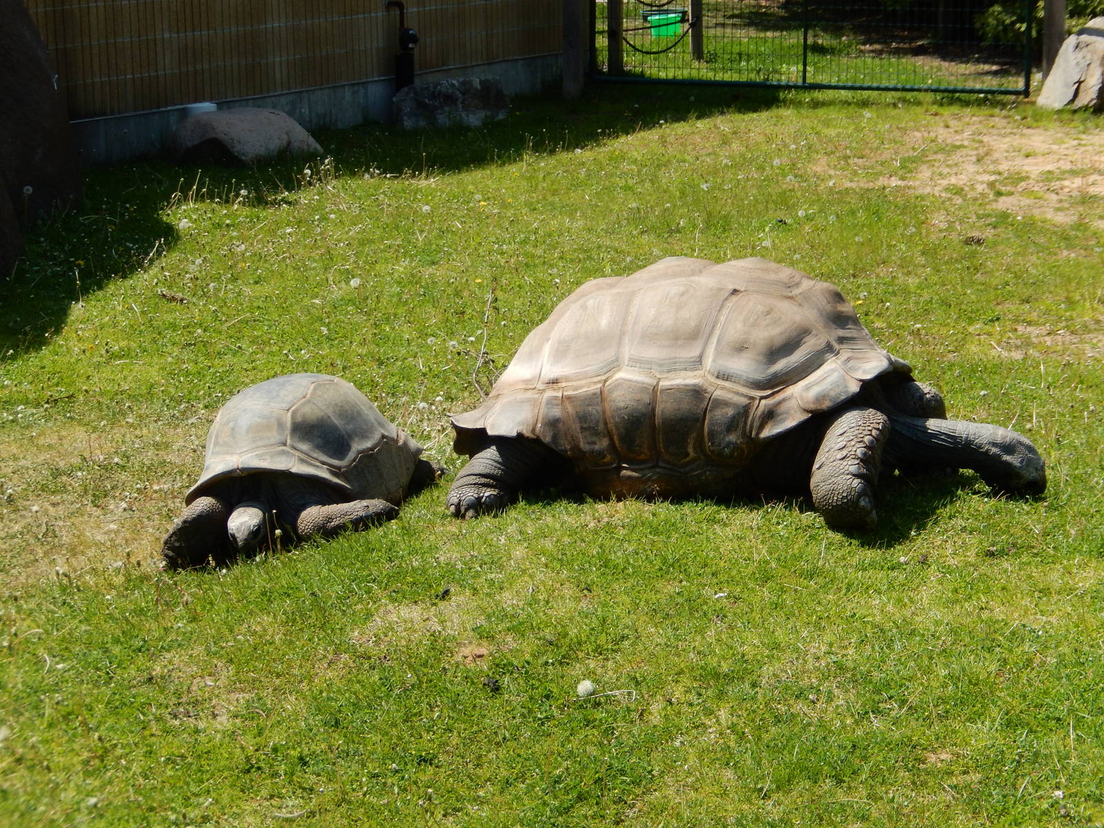5/22/2016 - Aldabra Tortoises