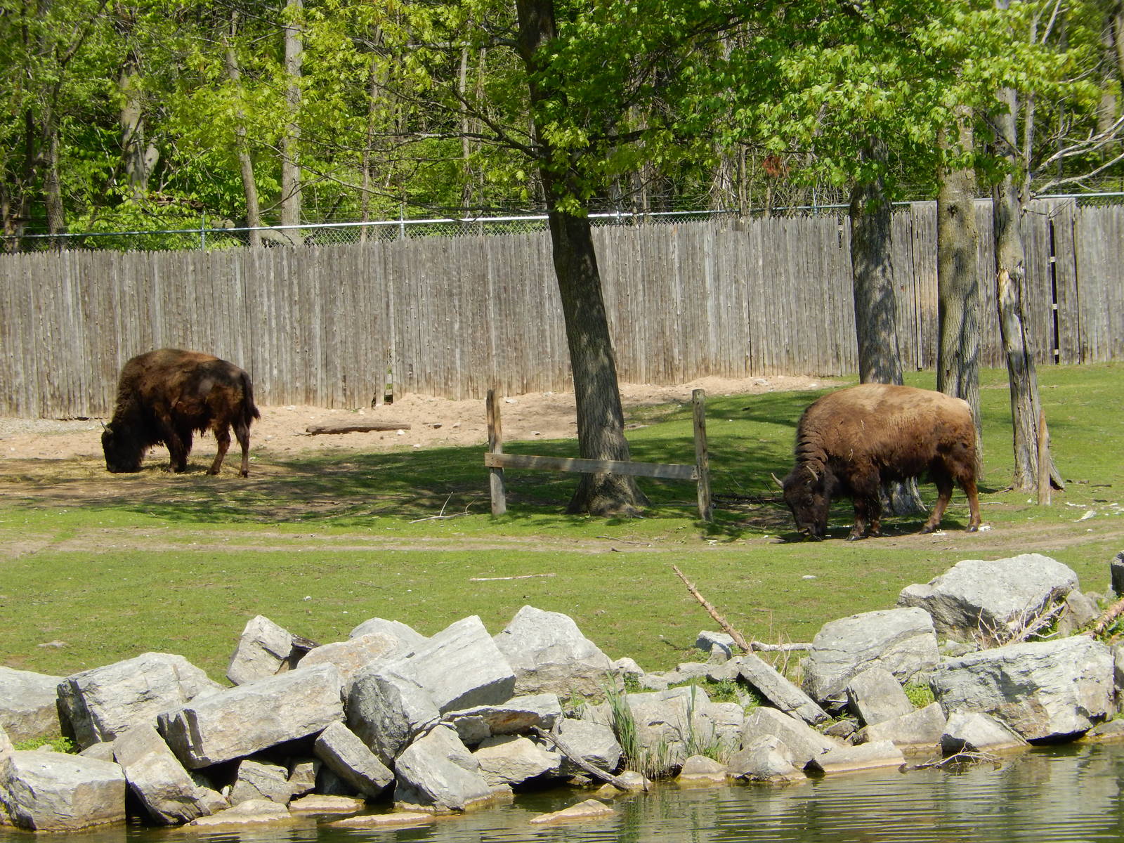 5/22/2016 - American Bison