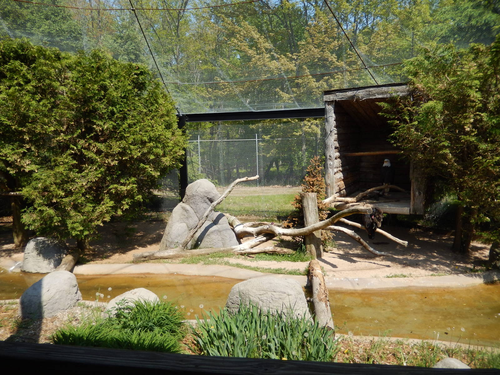 5/22/2016 - Bald Eagle & Turkey Vulture Exhibit