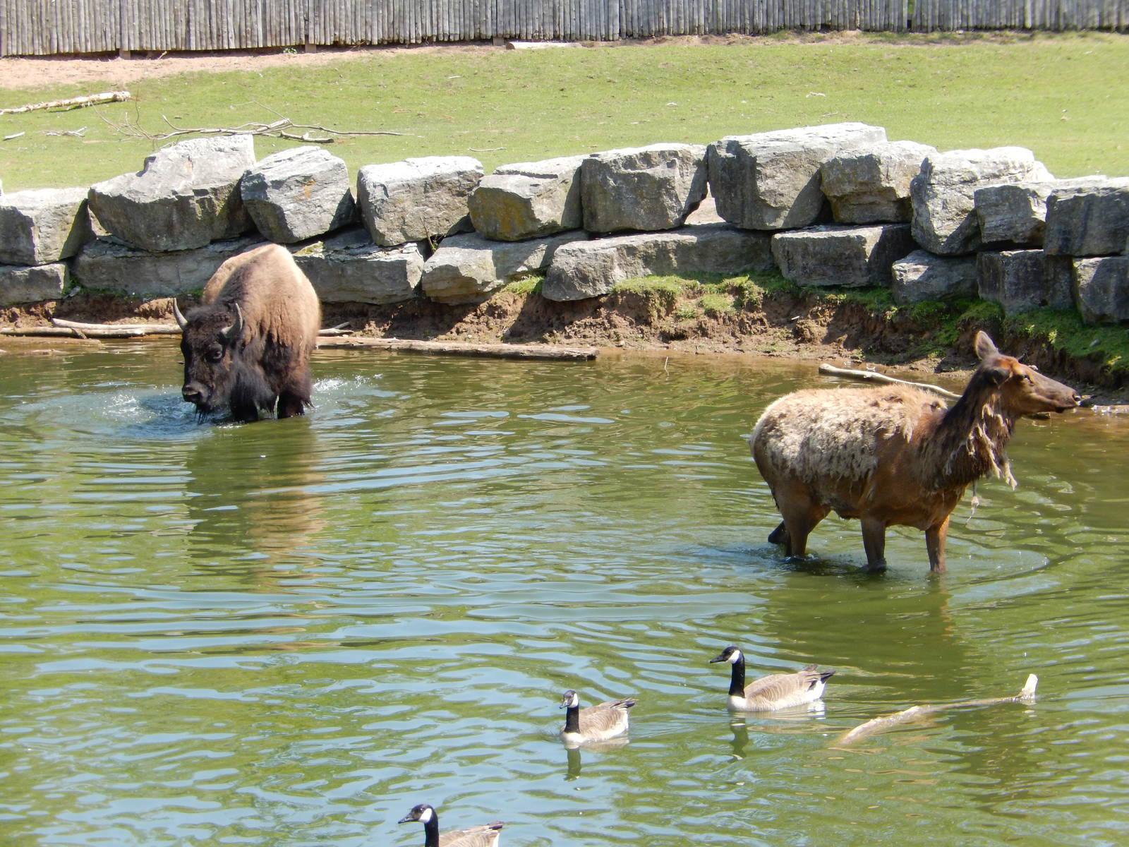 5/22/2016 - Bison and Elk Taking a Dip