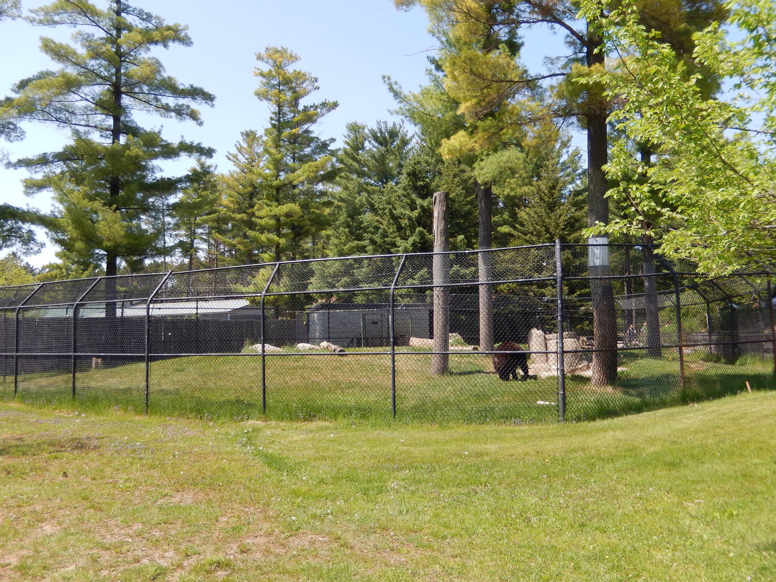 5/22/2016 - Black Bear Exhibit