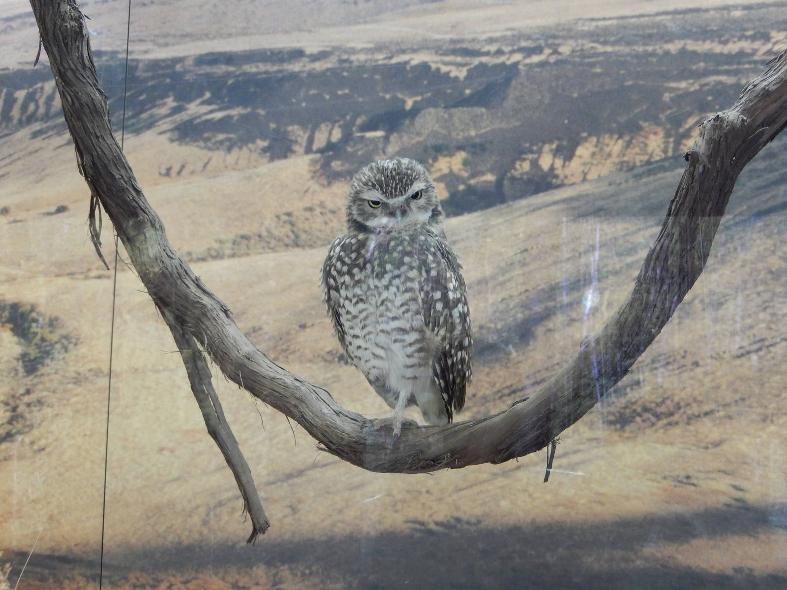 5/22/2016 - Burrowing Owl