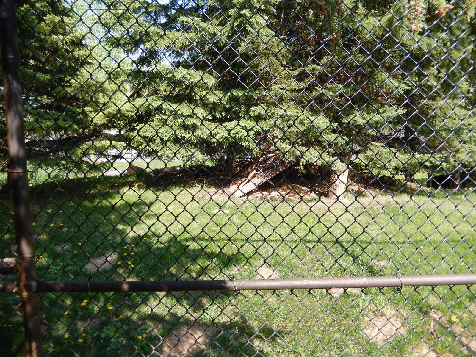 5/22/2016 - Canadian Lynx Habitat