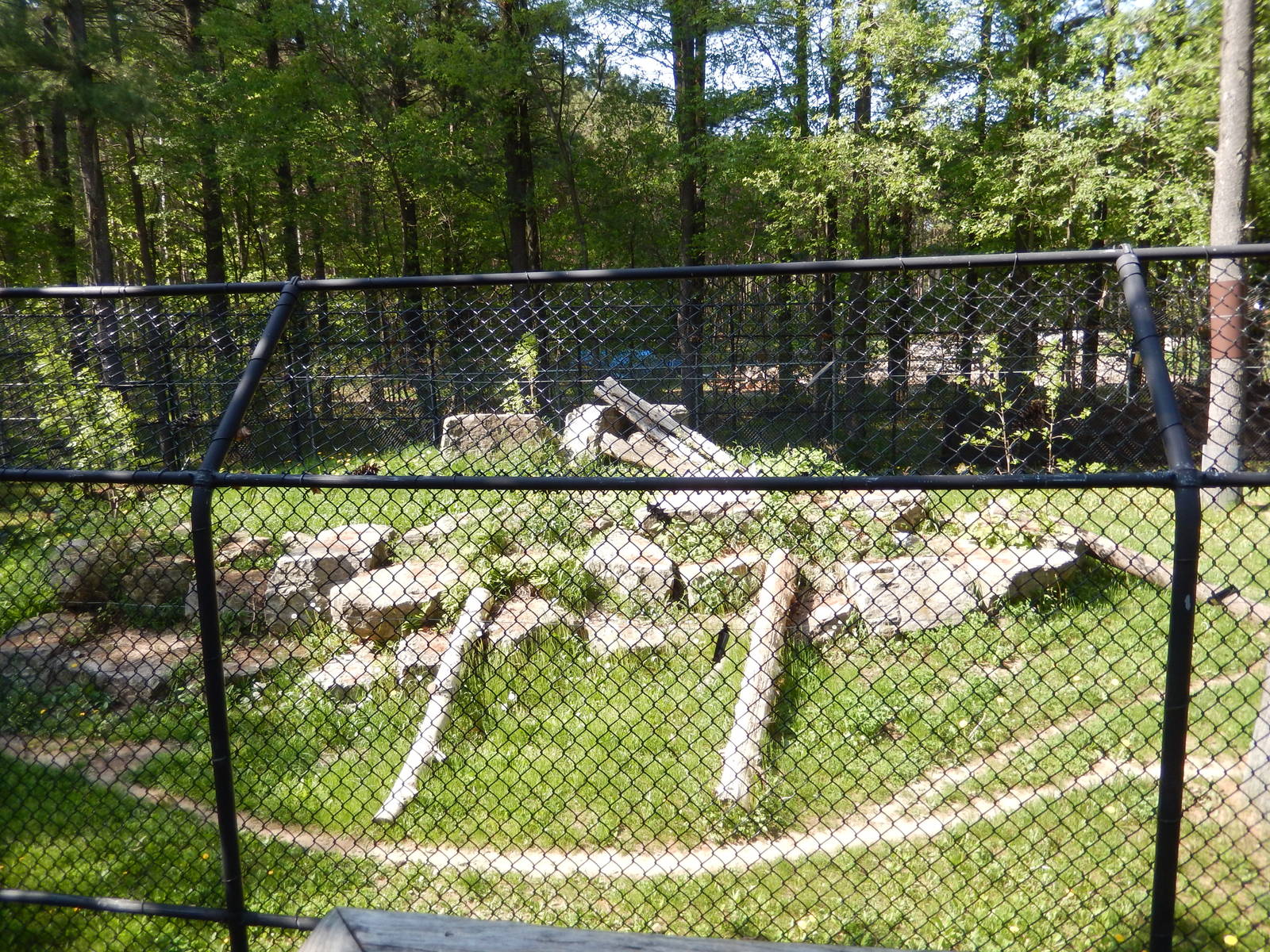 5/22/2016 - Cougar Exhibit
