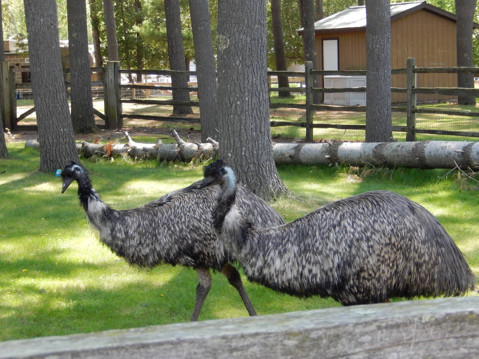 5/22/2016 - Emus