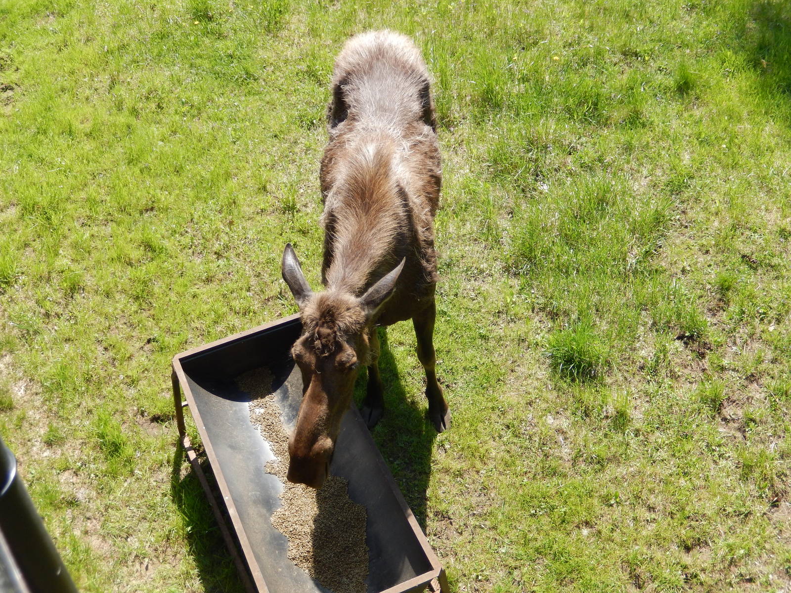 5/22/2016 - Female Moose
