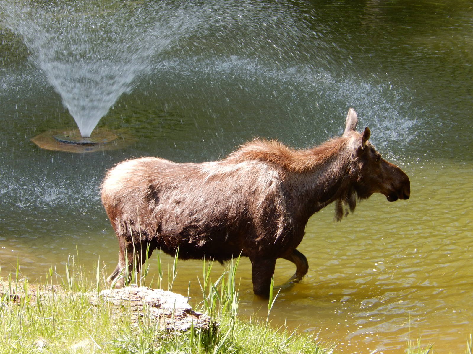 5/22/2016 - Female Moose