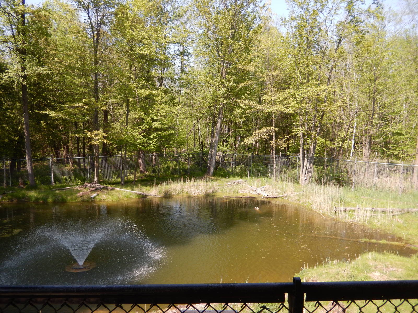5/22/2016 - First Moose Habitat Pond
