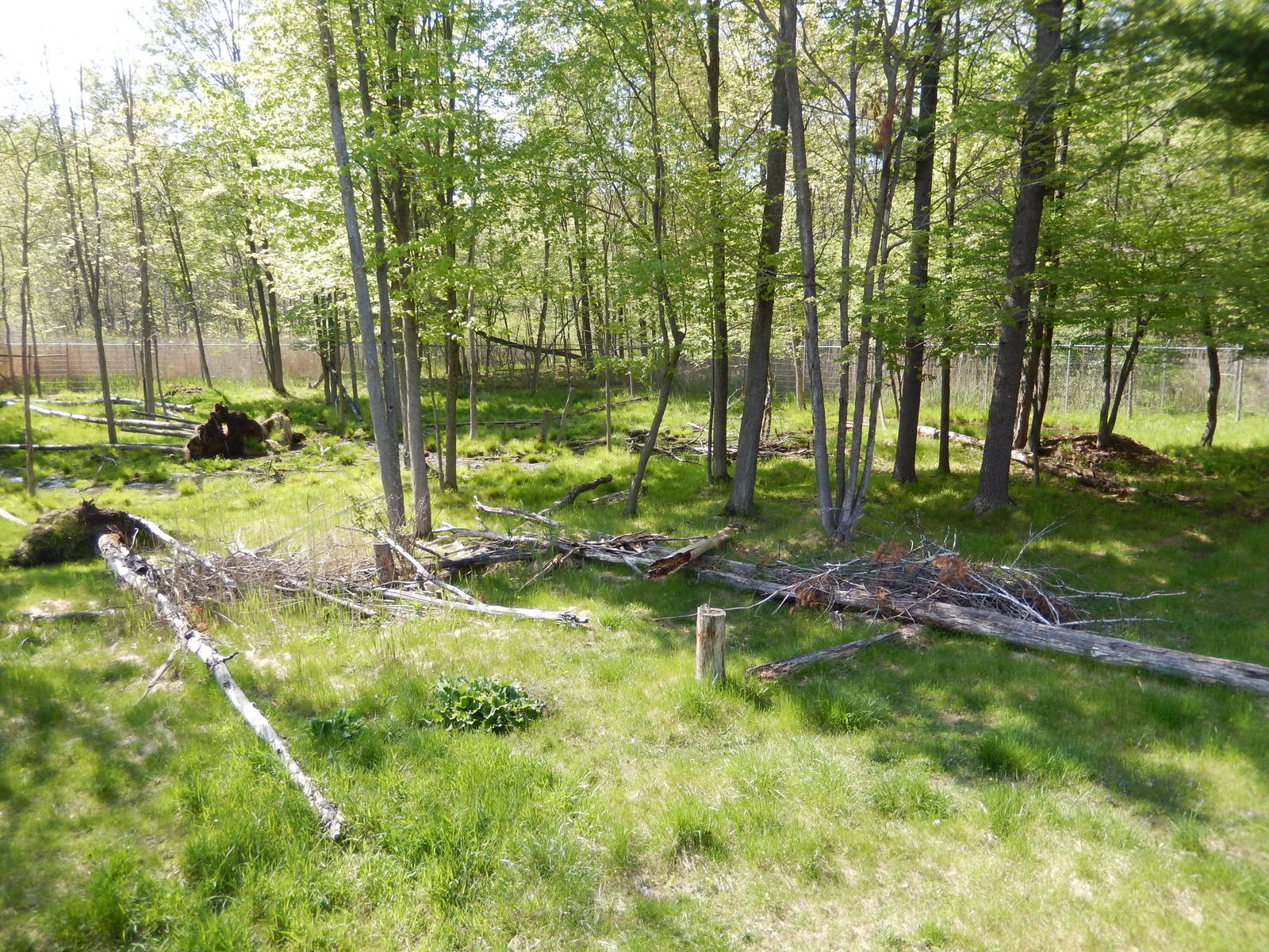 5/22/2016 - First Moose Habitat