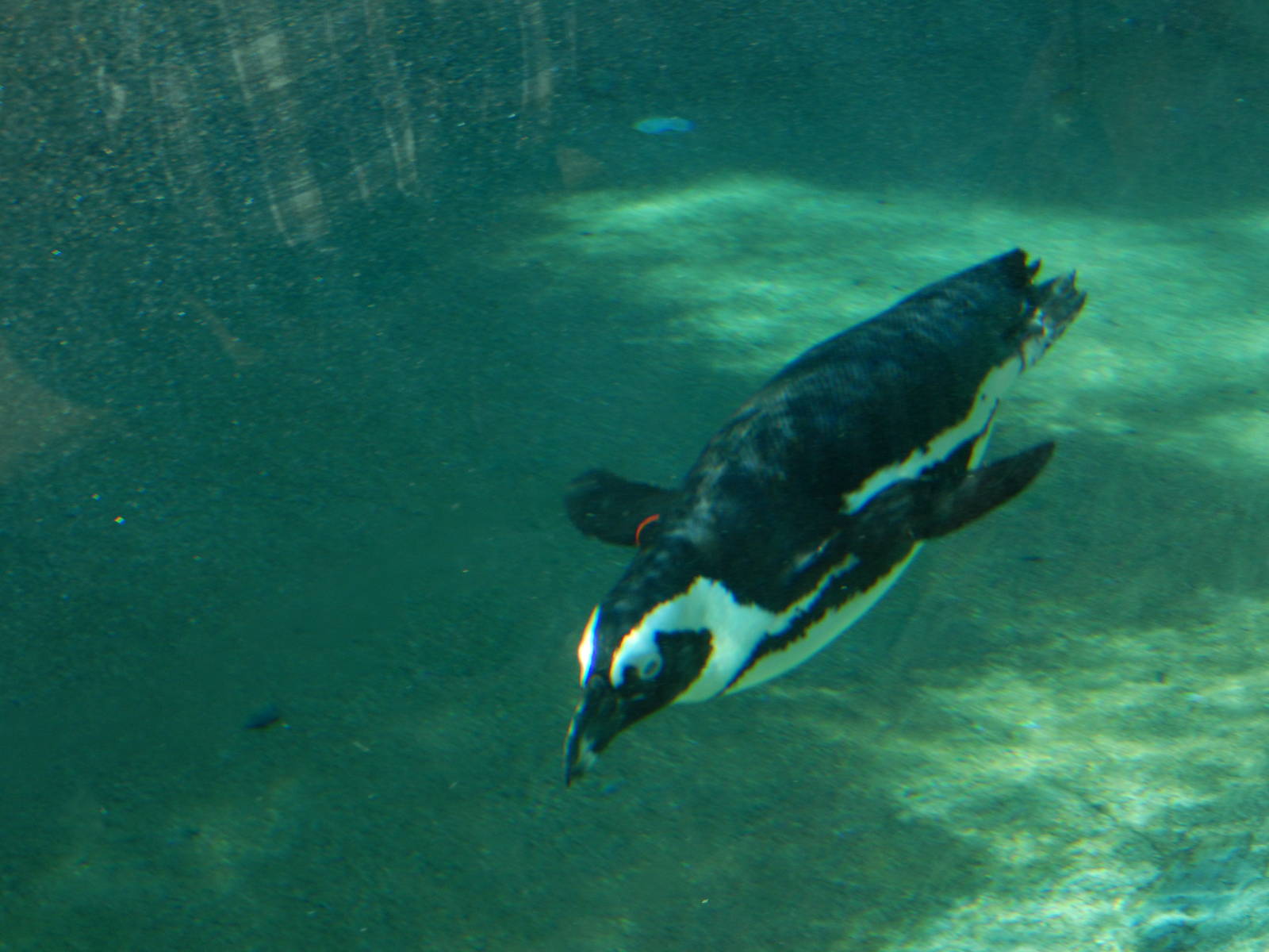 5/22/2016 - "Flying" Through the Water