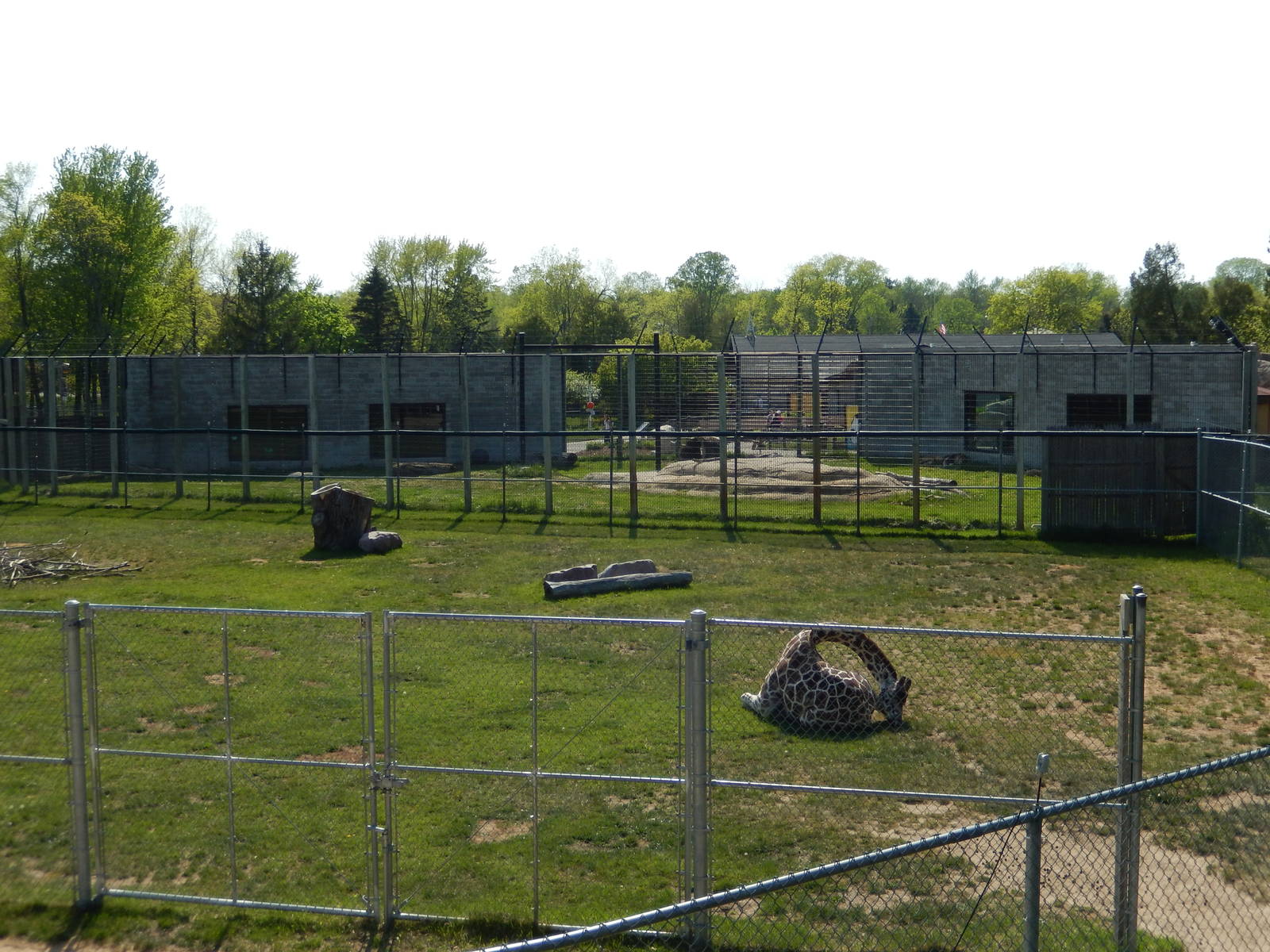 5/22/2016 - Giraffe Exhibit