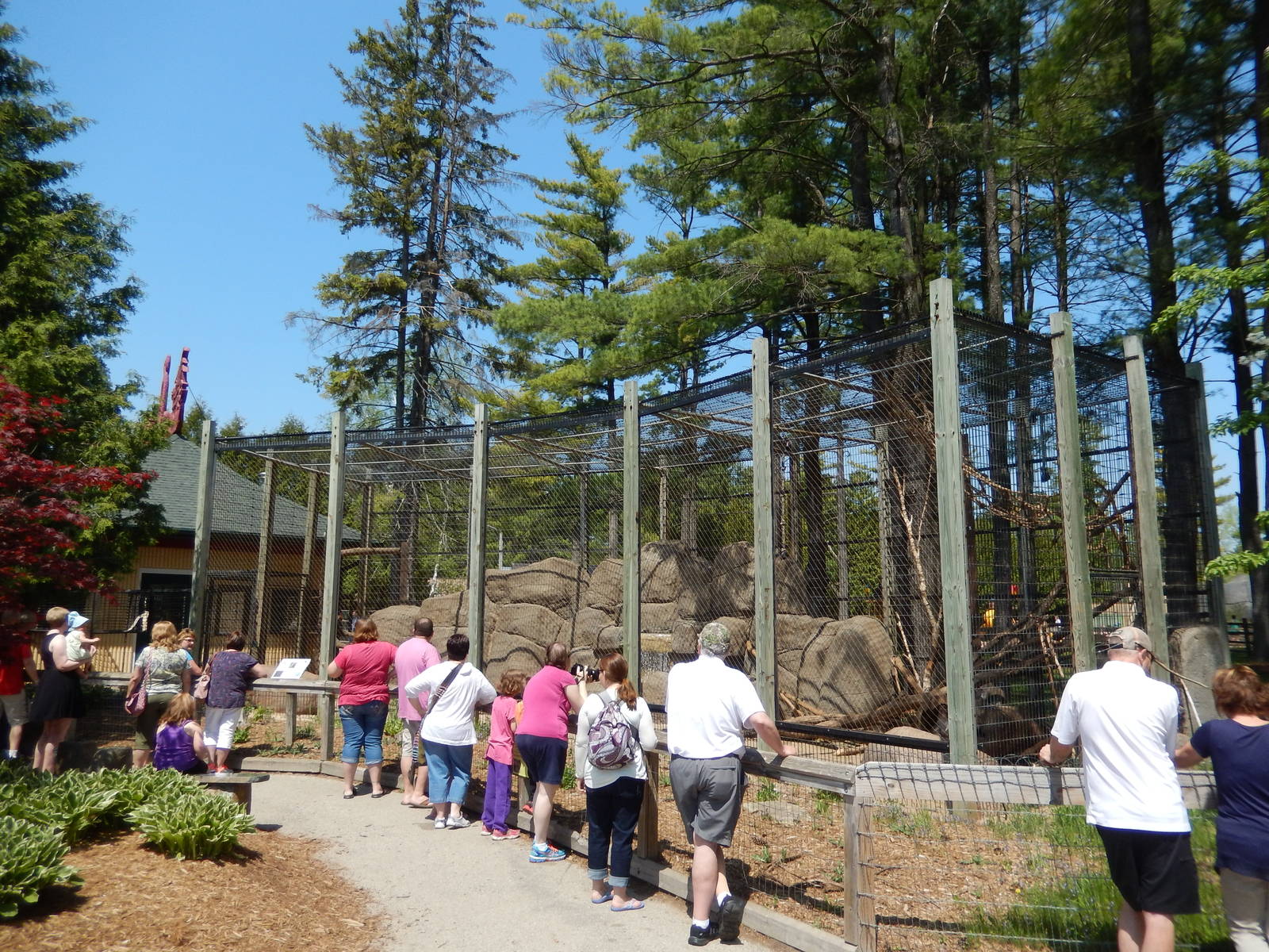 5/22/2016 - Japanese Macaque Exhibit
