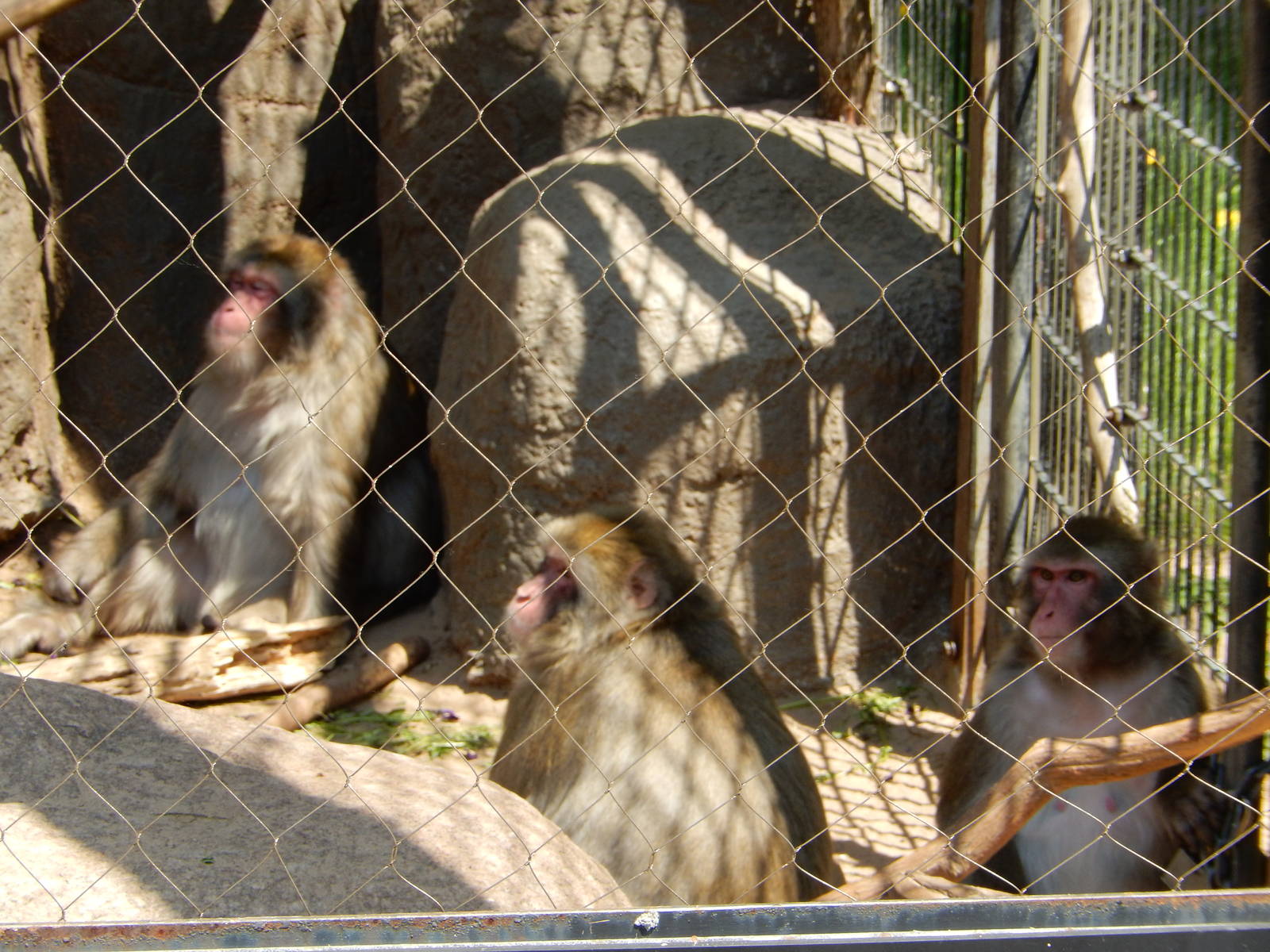 5/22/2016 - Japanese Macaques