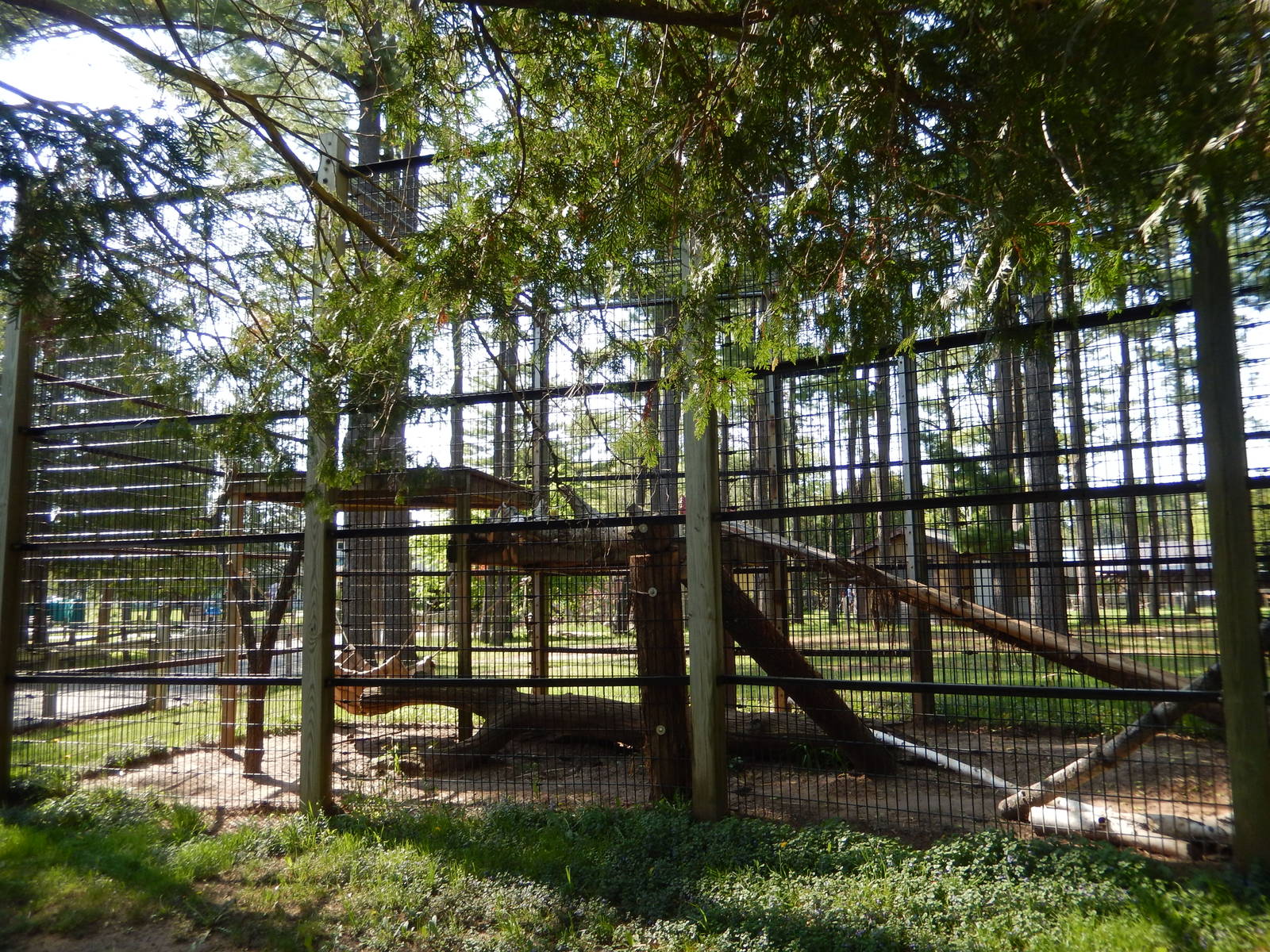 5/22/2016 - Main Snow Leopard Exhibit