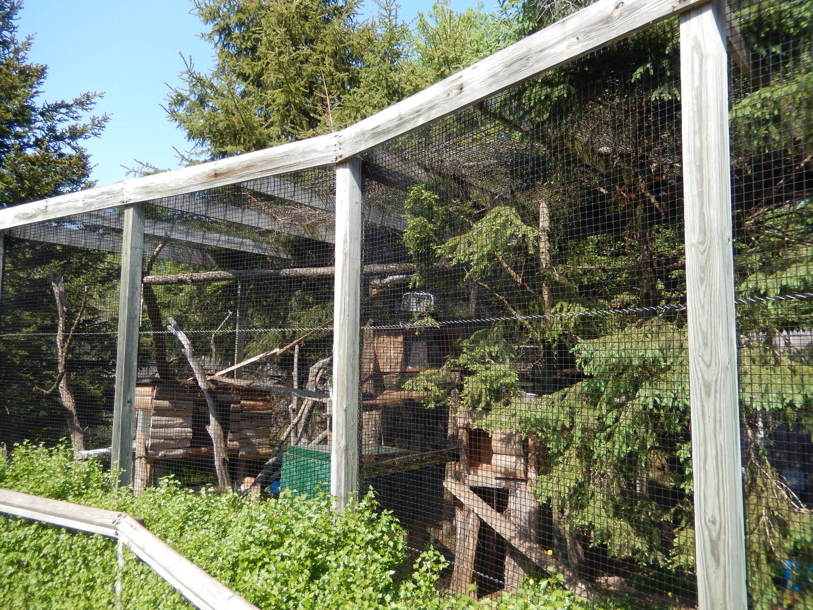 5/22/2016 - Red Panda Exhibits