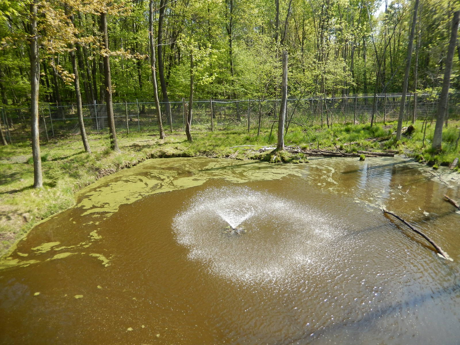 5/22/2016 - Second Moose Habitat Pond