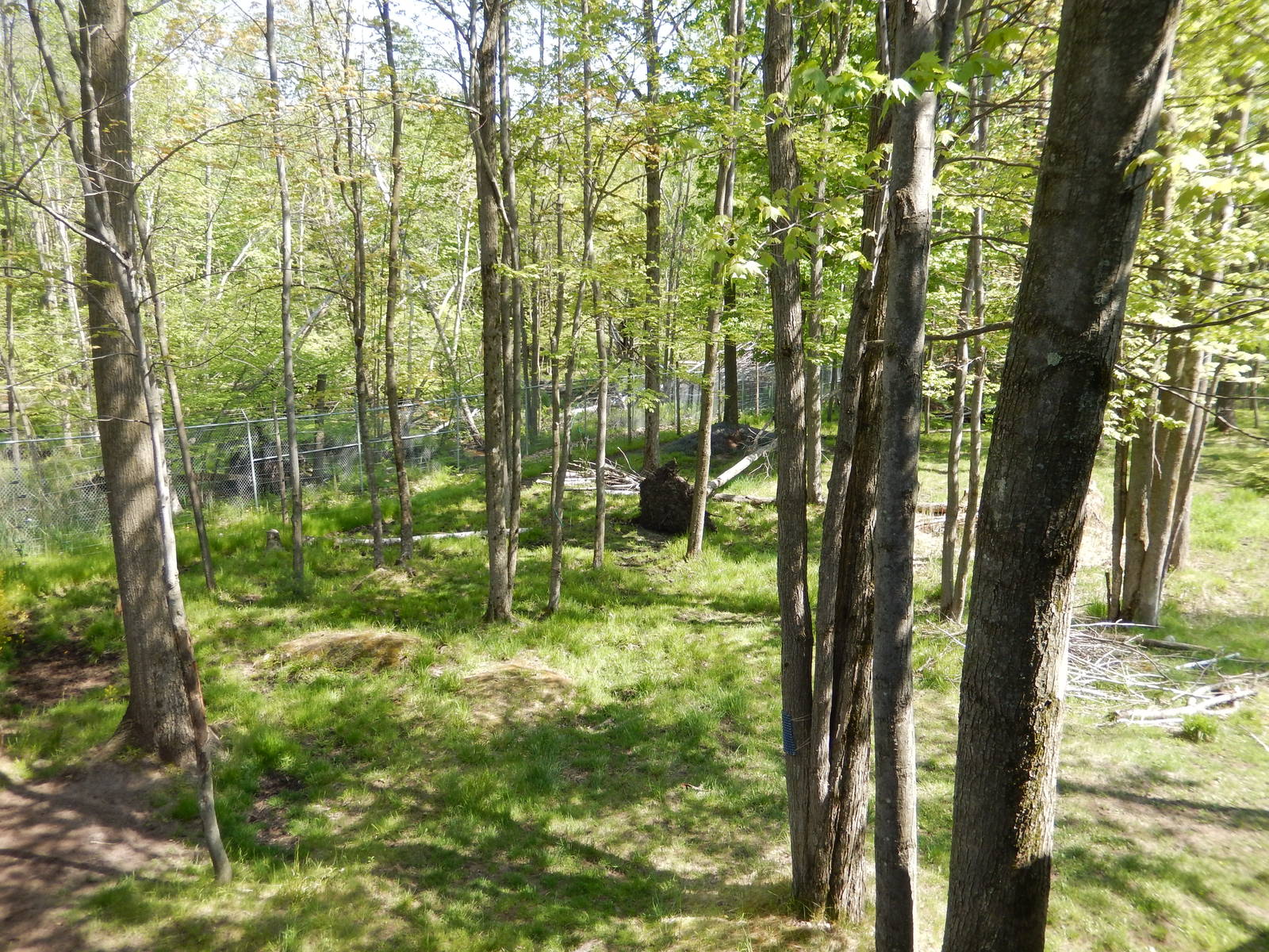 5/22/2016 - Second Moose Habitat