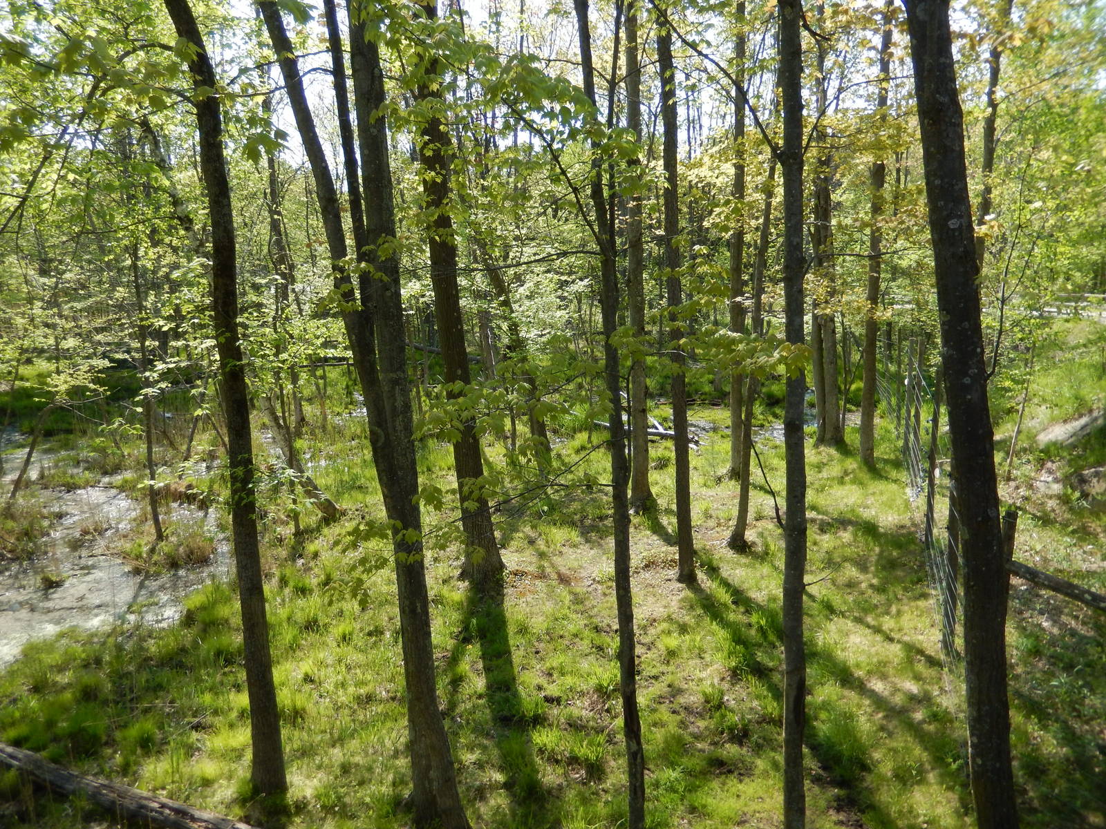 5/22/2016 - Second Moose Habitat