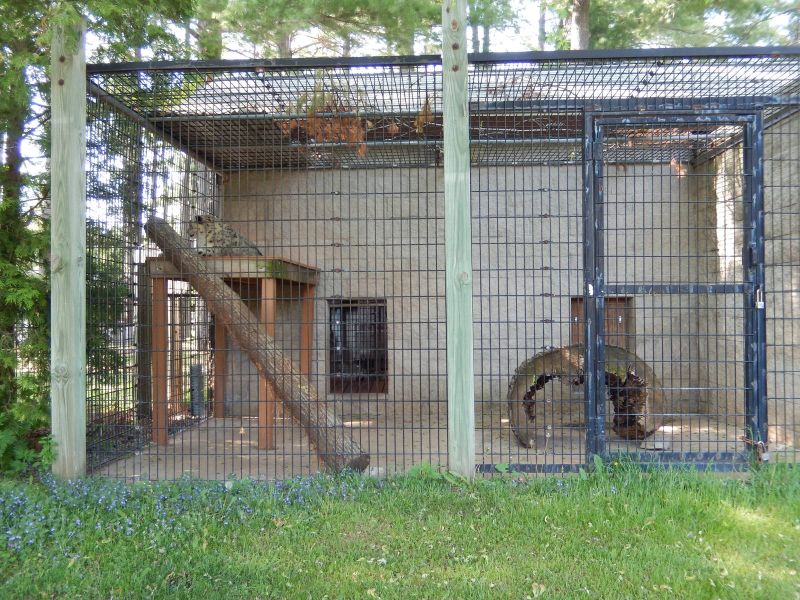 5/22/2016 - Second Snow Leopard Exhibit