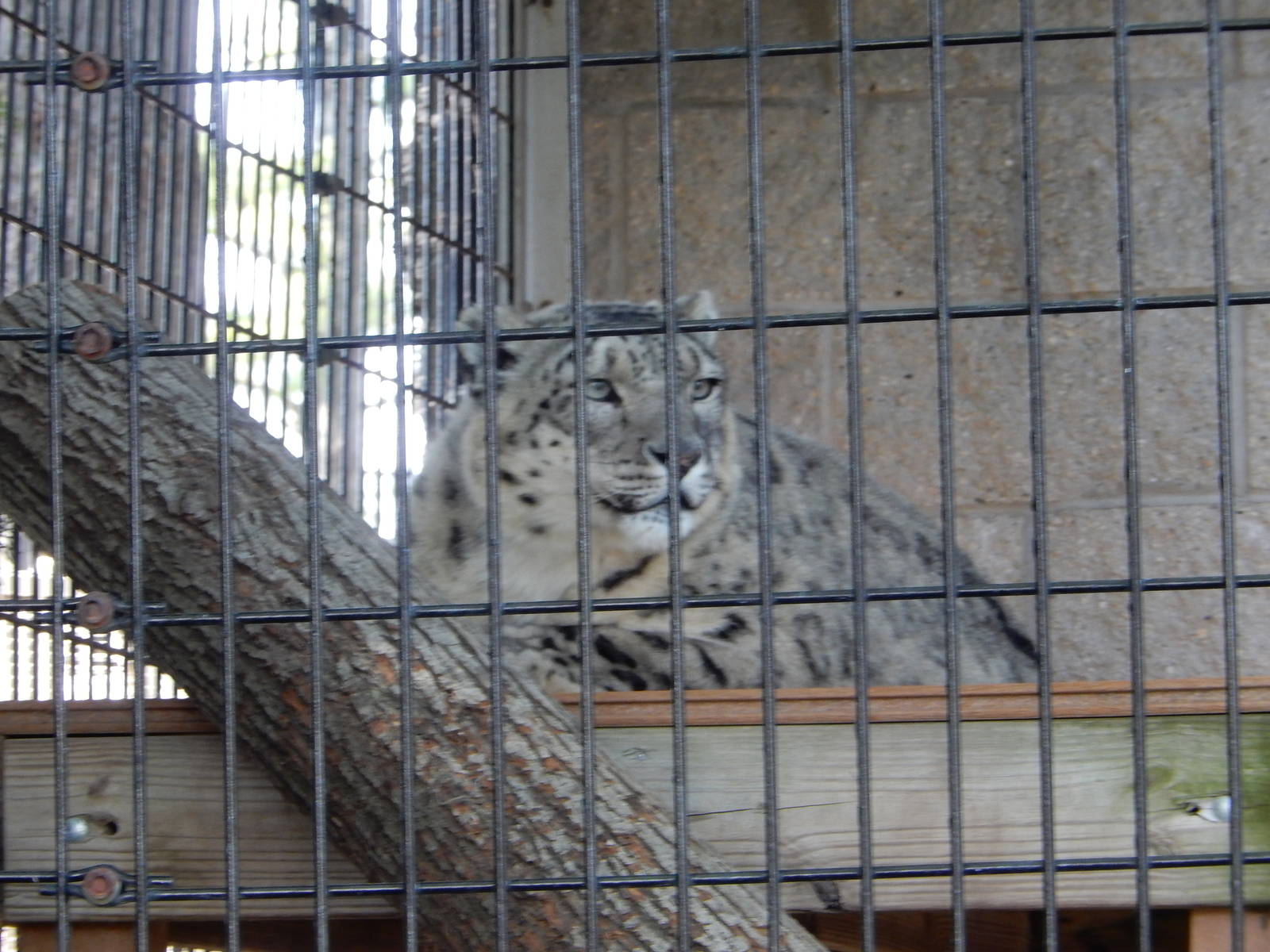 5/22/2016 - Snow Leopard