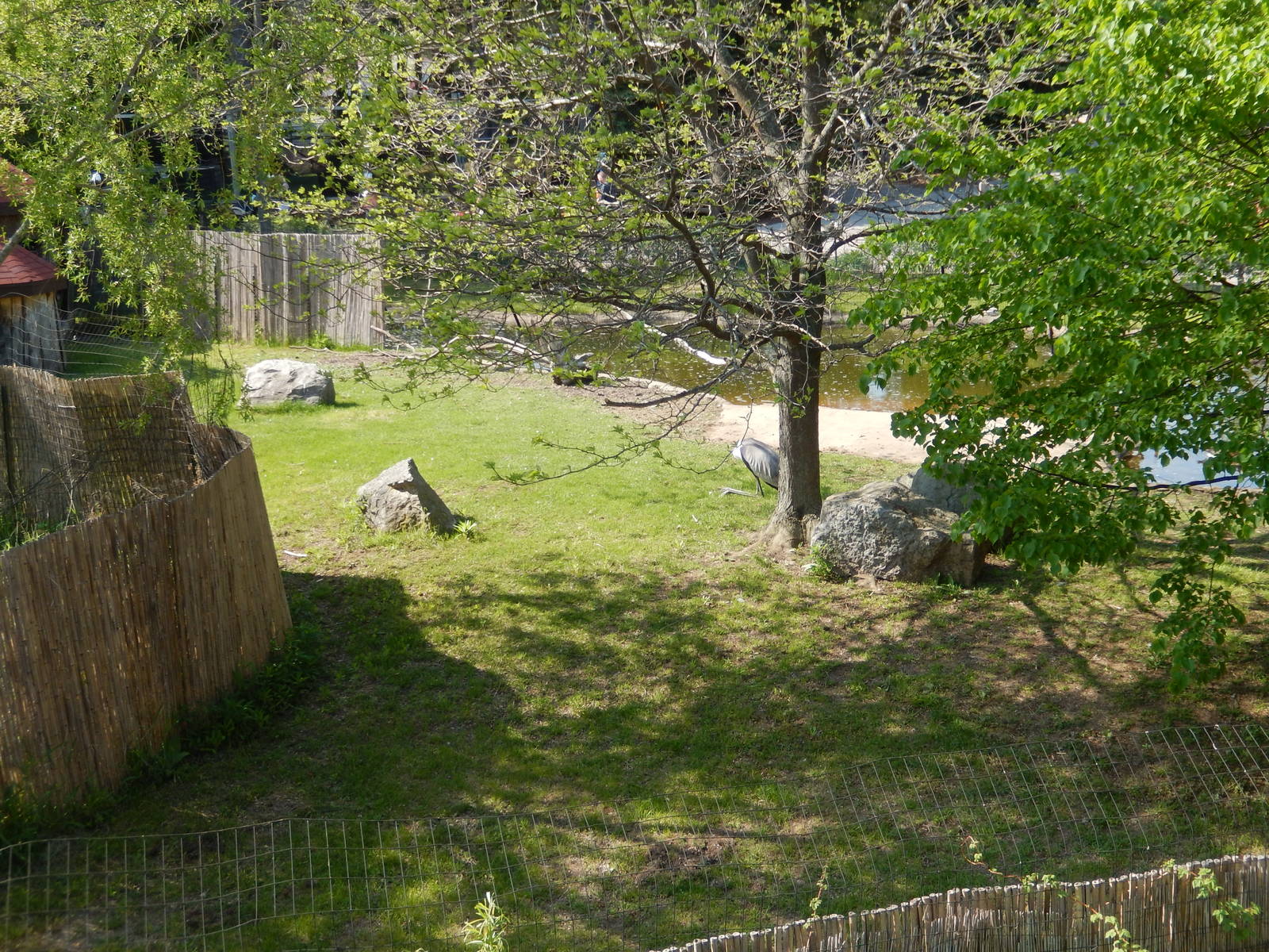 5/22/2016 - Wattled Crane Habitat