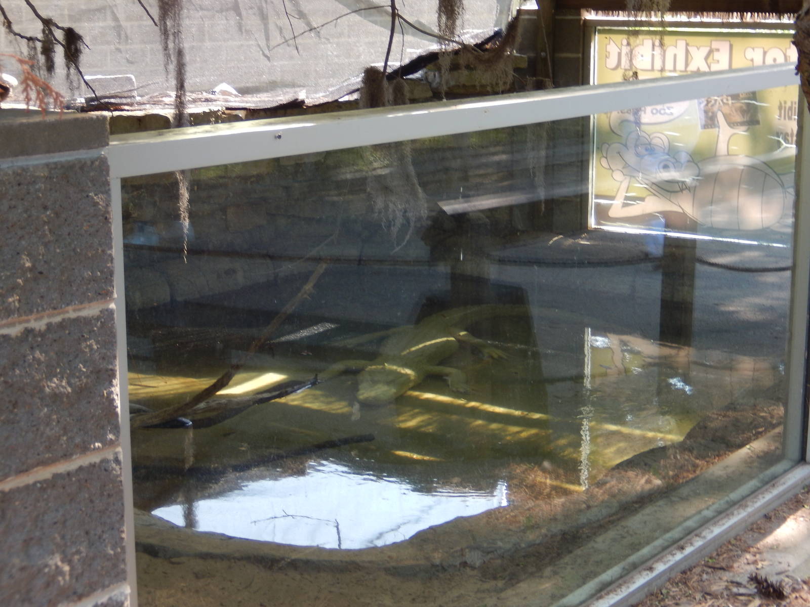 5/22/2016 - White Alligator Exhibit