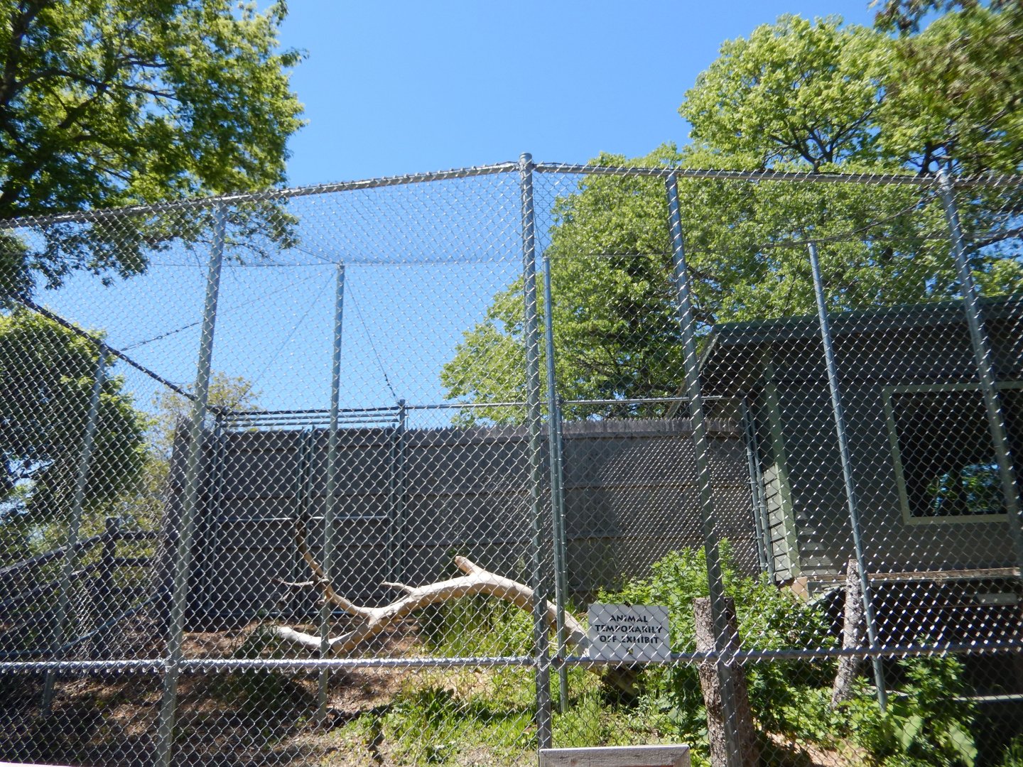 5/25/2024 - Arctic Fox Exhibit