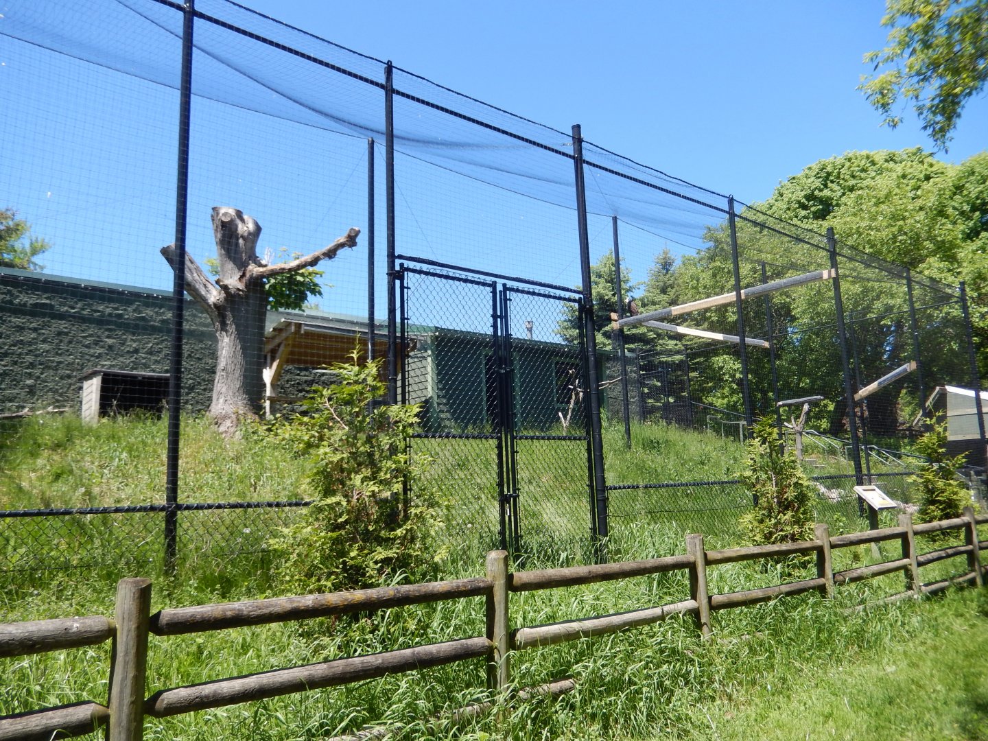 5/25/2024 - Bald Eagle Aviary