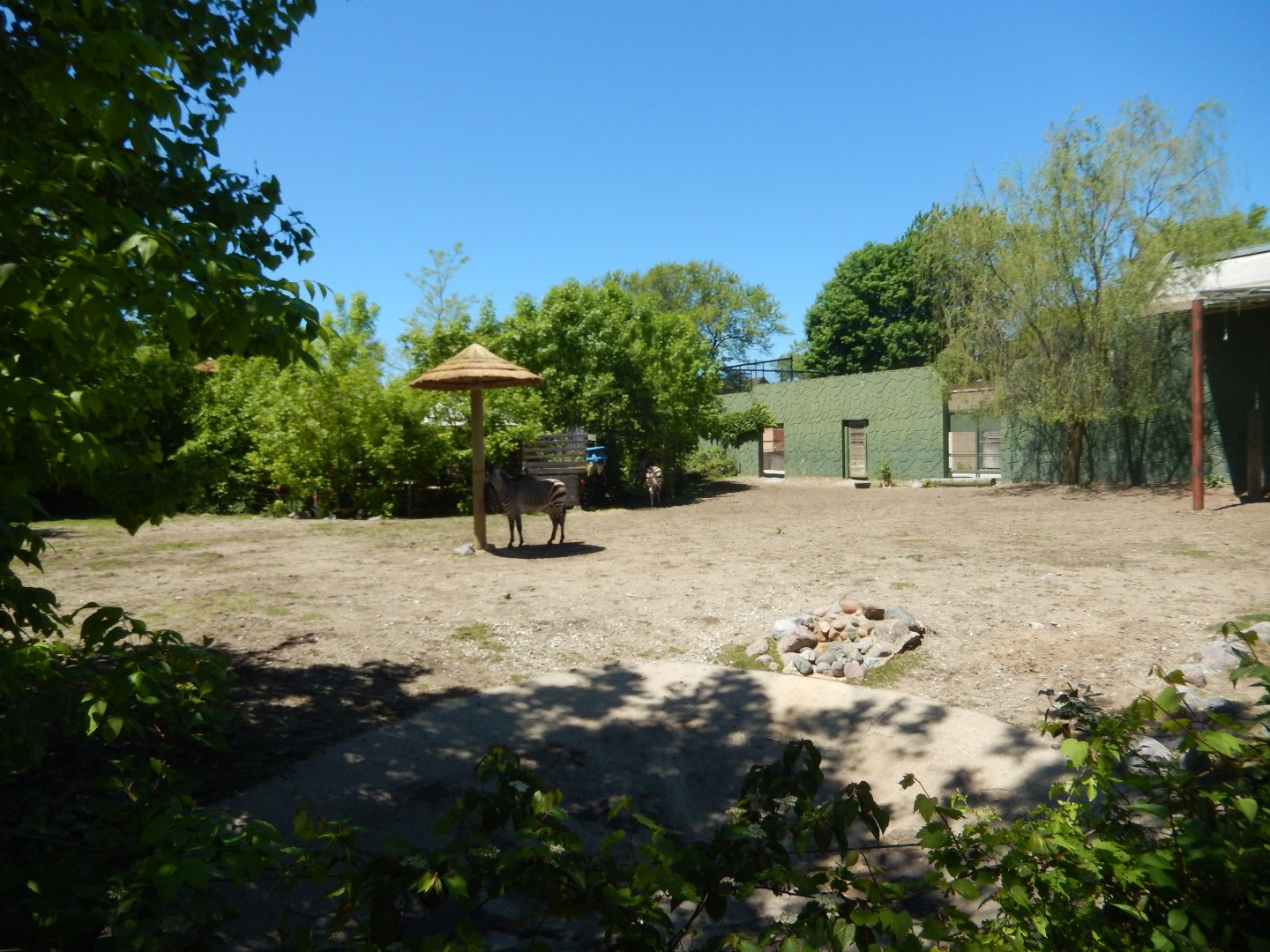 5/25/2024 - Hartmann's Mountain Zebra Exhibit