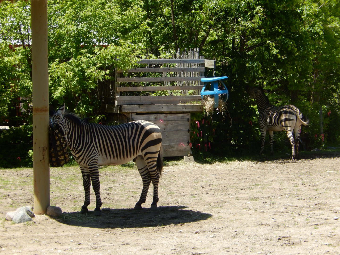 5/25/2024 - Hartmann's Mountain Zebras