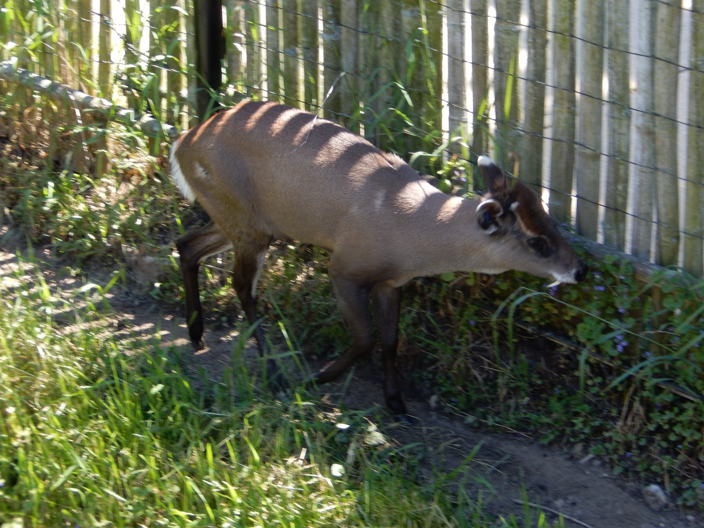 5/25/2024 - Tufted Deer