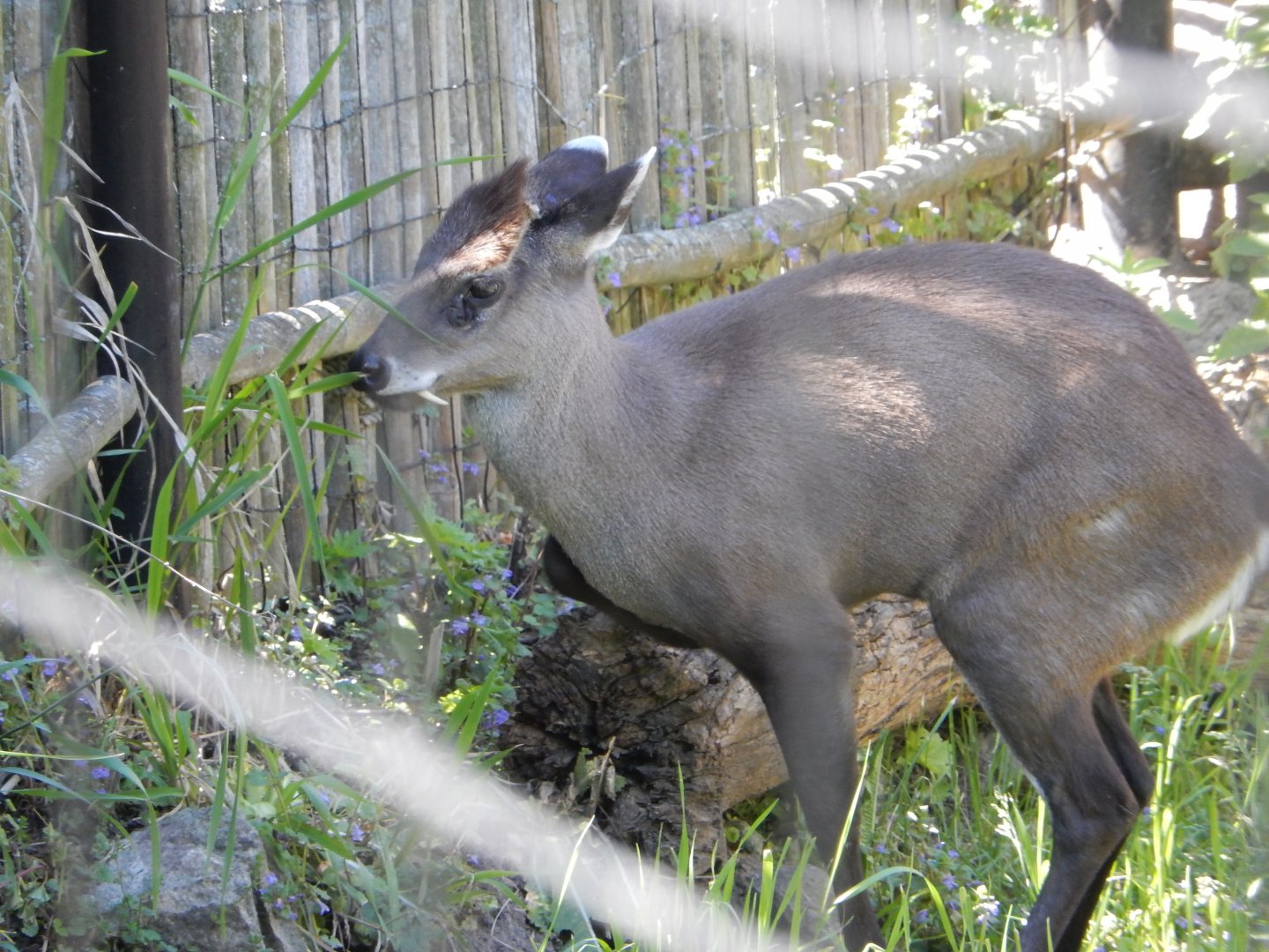 5/25/2024 - Tufted Deer