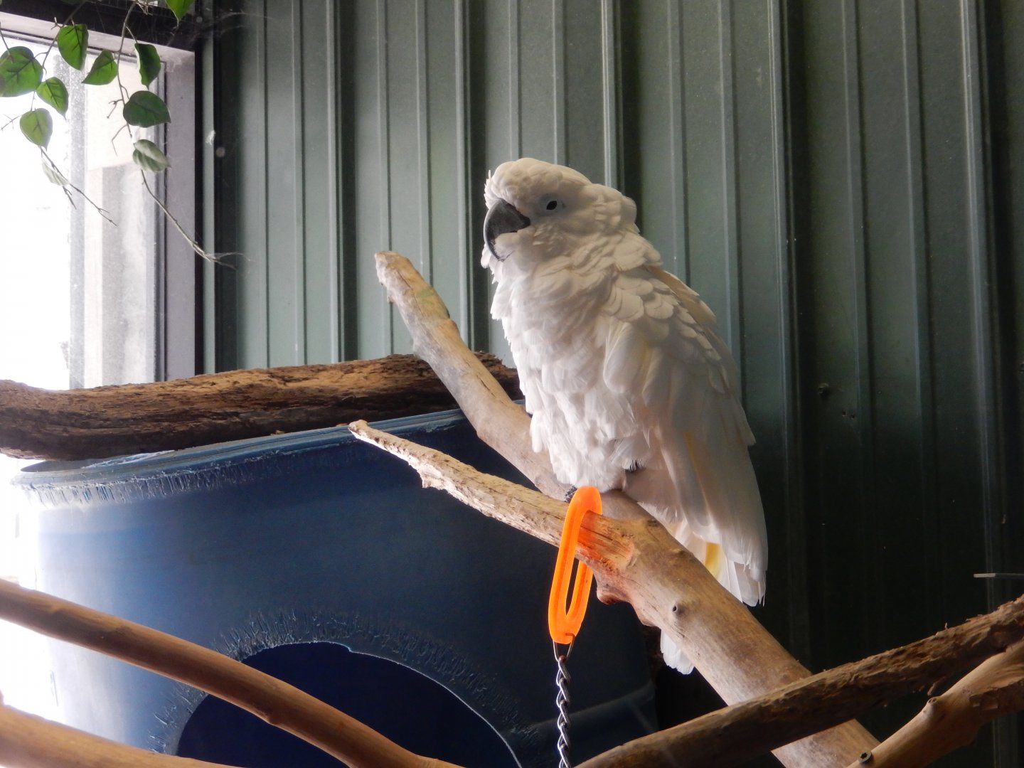 5/25/2024 - White Umbrella Cockatoo