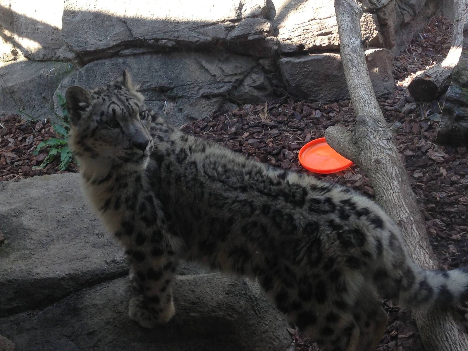 5/27/2015 - R.I.P. Sossy