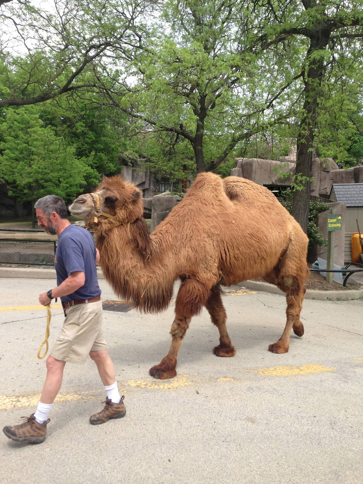 5/28/2014 - Camel Crossing
