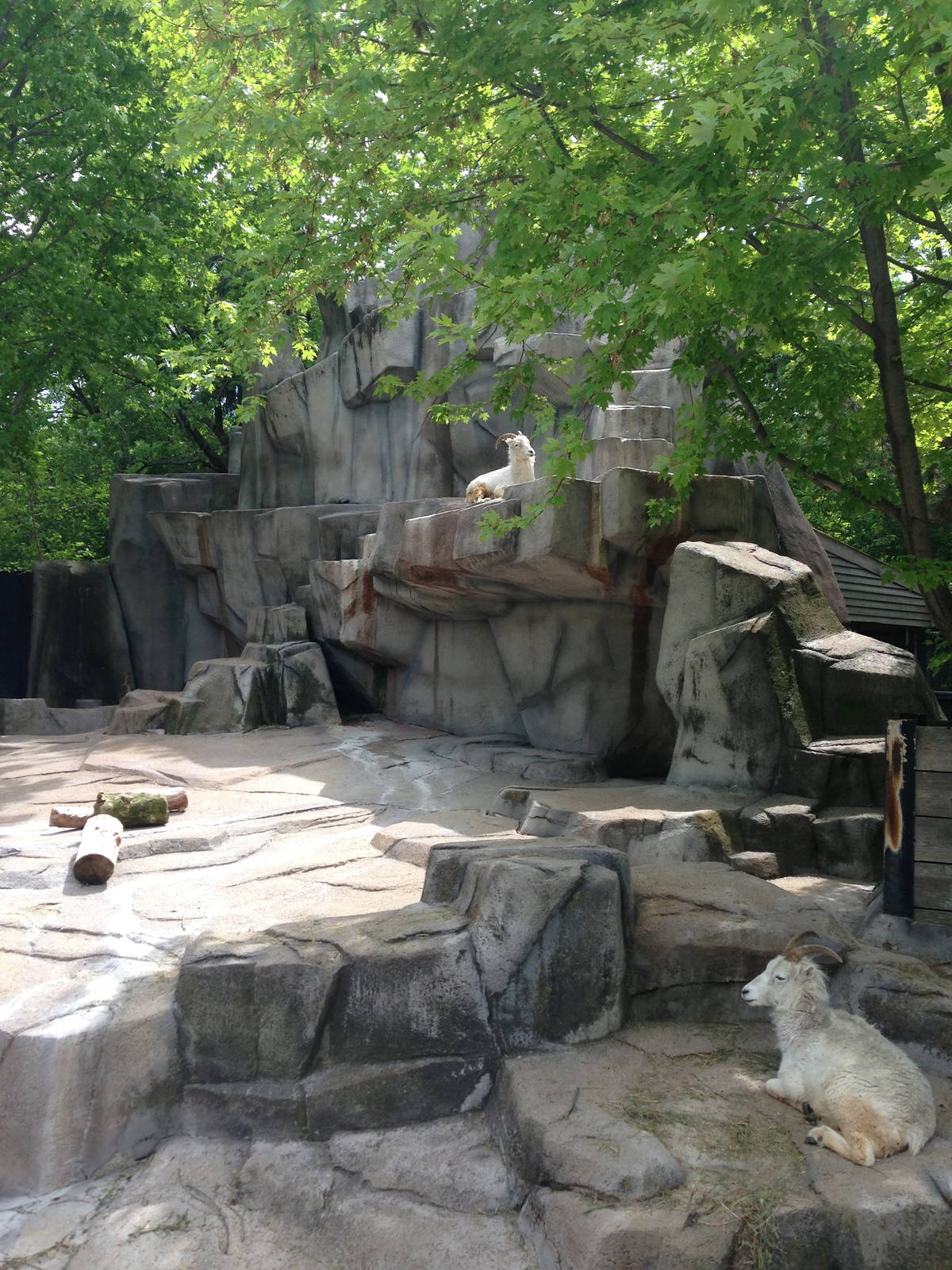 5/28/2014 - Dall Sheep Exhibit