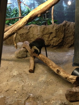 5/28/2014 - Diana Monkey
