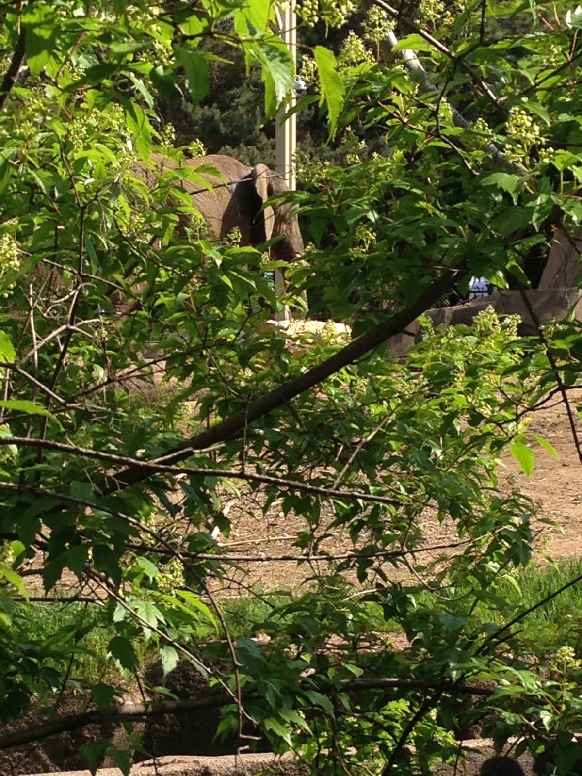 5/28/2014 - Elephant Through the Bushes