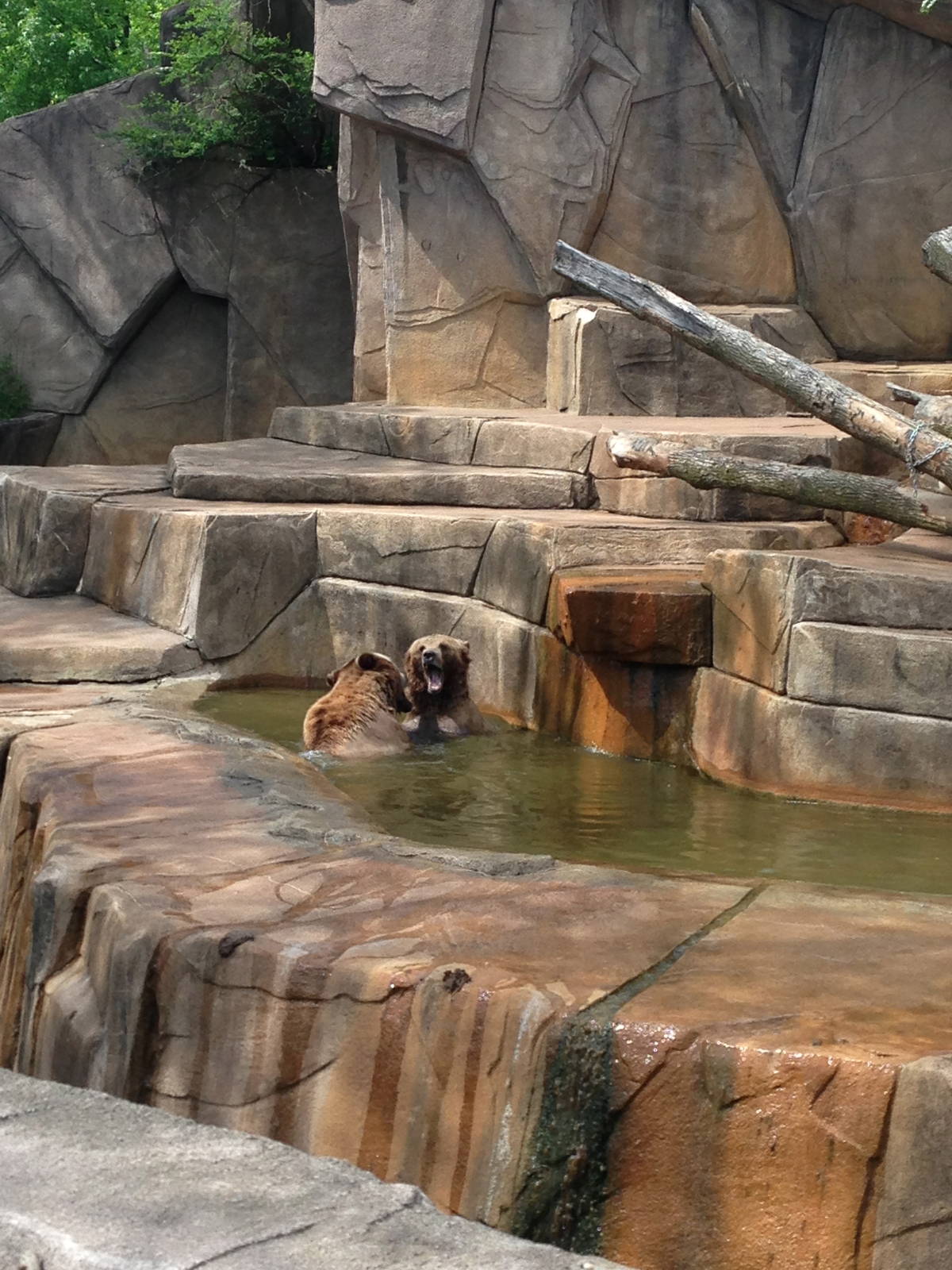 5/28/2014 - Grizzly Bear Exhibit