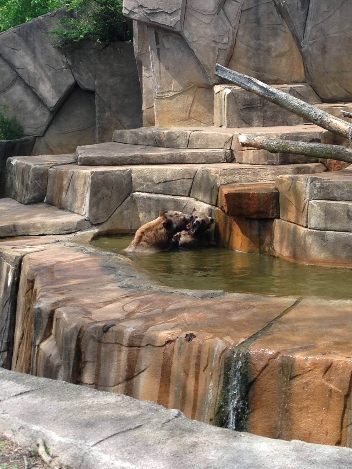 5/28/2014 - Grizzly Bear Showdown