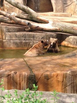 5/28/2014 - Grizzly Bear Showdown