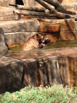 5/28/2014 - Grizzly Bear Showdown