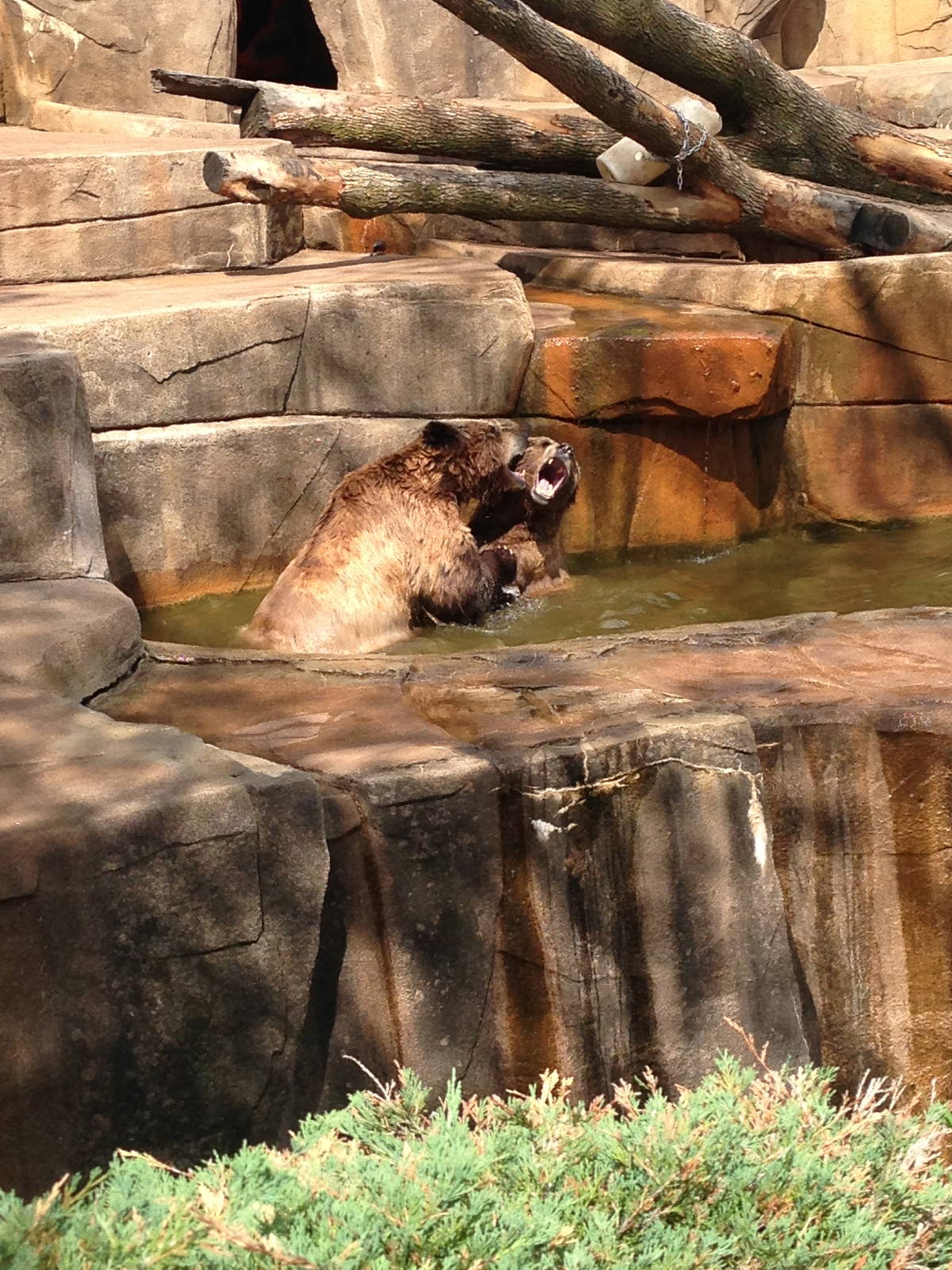 5/28/2014 - Grizzly Bear Showdown